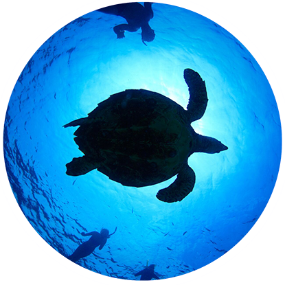 A silhouette of a sea turtle in a blue circle at the Grenada Underwater Sculpture Park.