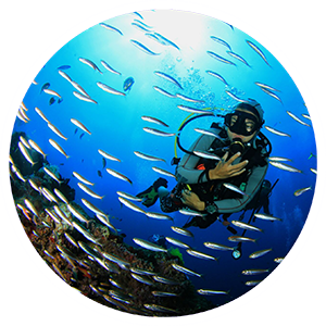 Explore Our Specialty PADI Training Courses