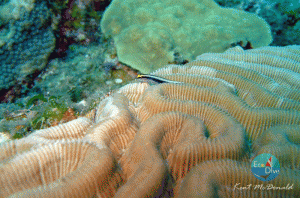 Brain Coral and friend