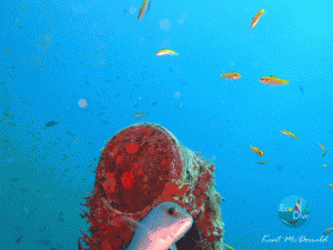 Snapper