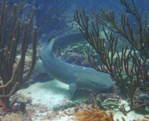 eco dive shark reef grenada