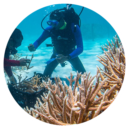 Two scuba divers working on coral reefs in Grenada.