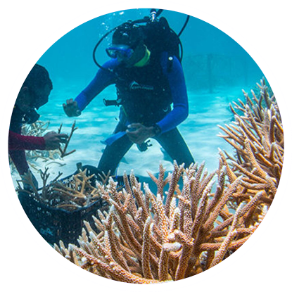 Two scuba divers working on coral reefs in Grenada.