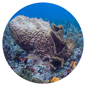 Learn More About Our Dive Sites