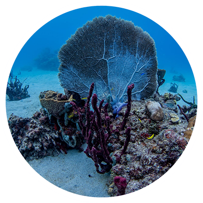 A purple circle with a coral on it, ideal for those interested in eco dive Grenada.