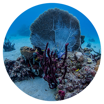 A purple circle with a coral on it, ideal for those interested in eco dive Grenada.