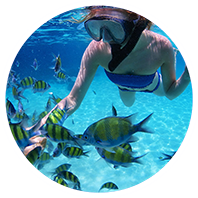 A woman snorkelling with fish in the water in Grenada. A woman snorkelling with fish in the water in Grenada.