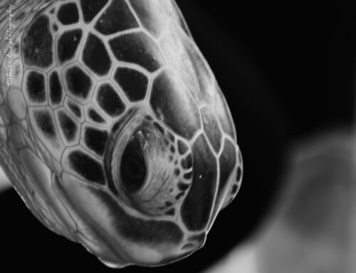 TIME TO NAME our Green sea turtle to be Satellite tagged, WE NEED YOUR CREATIVE HELP! 😎