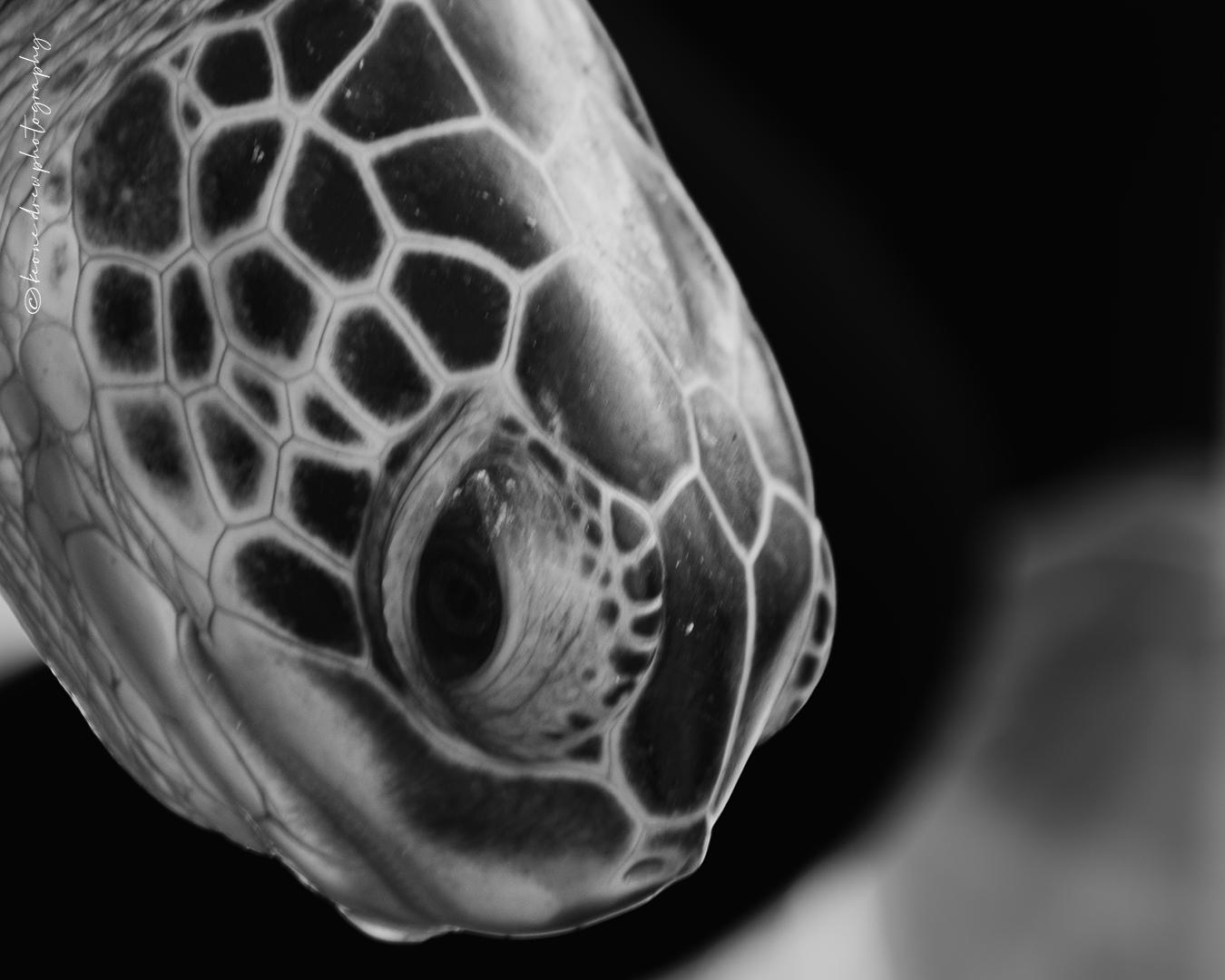 Biodiversity matters in Grenada Sea Turtle Research and endangered species conservation projects with Eco Dive and Ocean Spirits