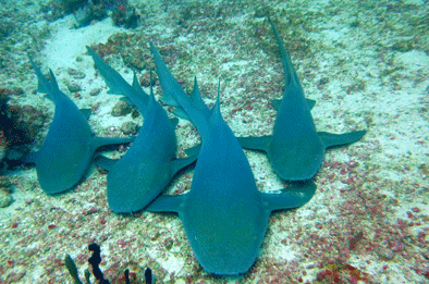 Nurse Sharks relaxing near the shipwreck Hema II