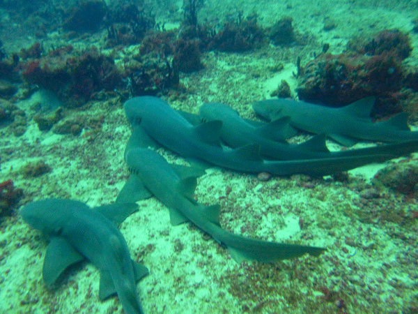 who ever said sharks weren't social?