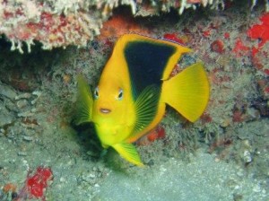 Rock Beauty seen while reef diving