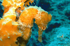 Scuba Diving in Grenada Seahorse spotted on both Kohanee and Windmill Shallows