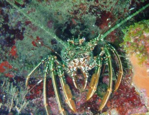 Spiny Caribbean Lobster yummy, but left on the reef