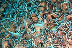 Night Diving on 'Veronica L' Basket Star up close and personal