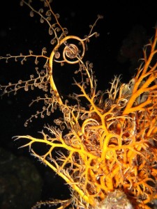 Night Diving in Grenada Basket Star showing off
