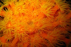 Cup Coral covering the port side of 'Veronica L' like a carpet