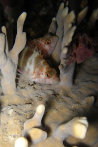 Night Diving with Eco Dive Trying to hide, but not quite