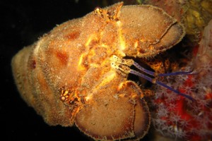 Wreck Diving with Eco Dive Spanish Lobster