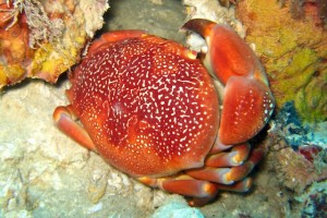 Night Diving in Grenada Batwing Coral Crab