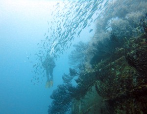 PADI Jr Advanced Open Water Diver Shipwreck Diving in Grenada