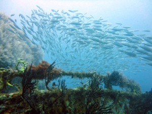 Shipwreck Diving in Grenada with Eco Dive