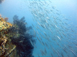 Great shipwreck diving in Grenada