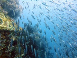 Scuba Diving in Grenada