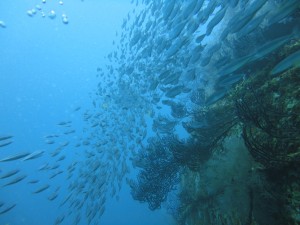 Great marine life scuba diving in Grenada