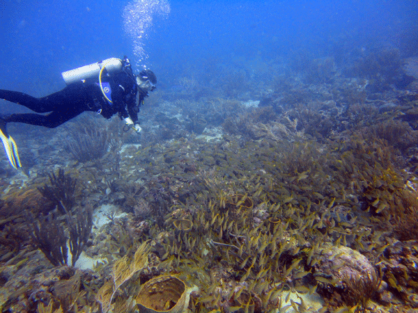 Eco Dive Grenada