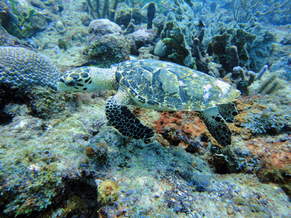Eco Dive Grenada