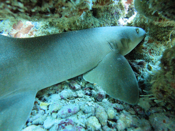 Eco Dive Grenada scuba diving packages