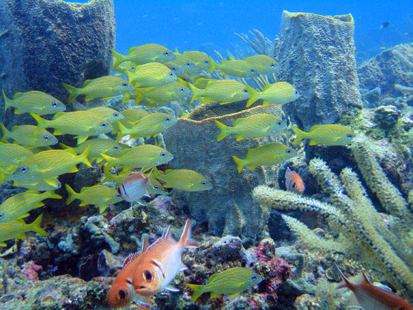 Eco Dive Grenada Reef Diving