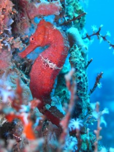 Seahorse wreck diving in Grenada with Eco Dive