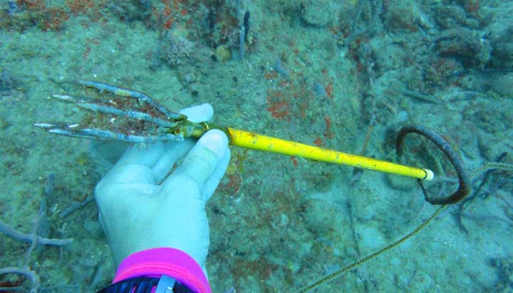 .. looking for fish to cull we found someone's missing spear. Excellent, it went on to kill 4 more fish before reaching the surface