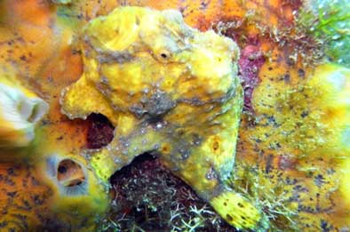 Yay!! Frogfish in Flamingo Bay. Picture with flash thanks to GT