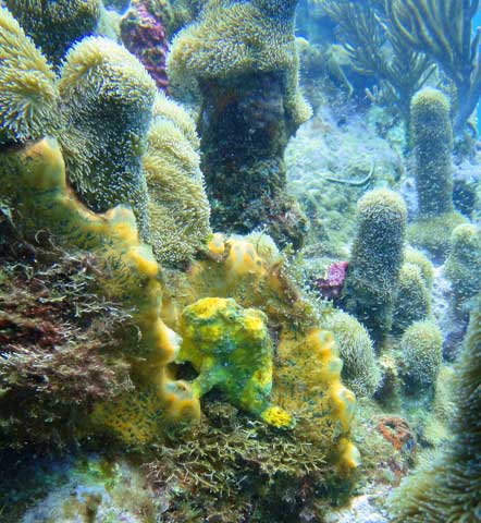 Frogfish and a juvenile Drum fish in the background