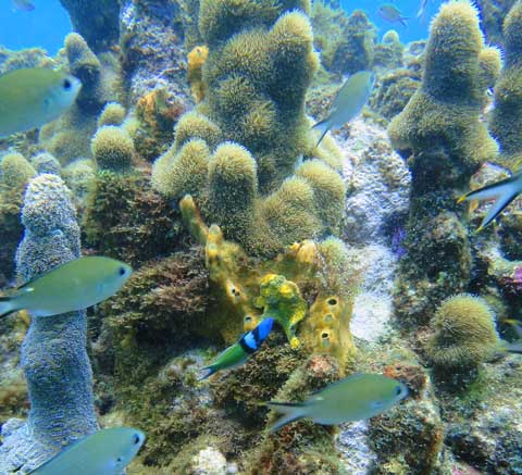 just in case you can't see him the Bluehead wrasse is pointing straight at him :)