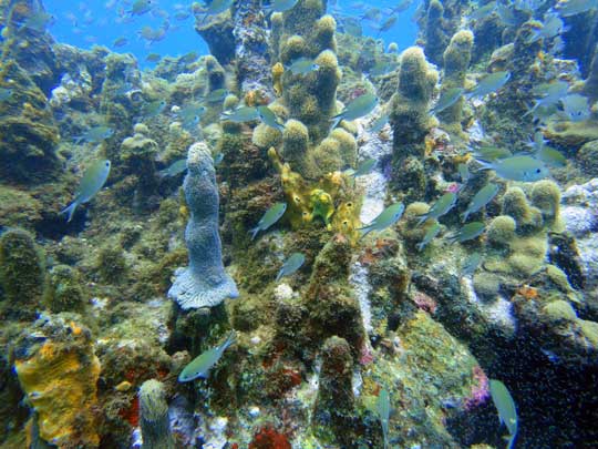 base of the pillar corals with lots of fish and our Frogfish