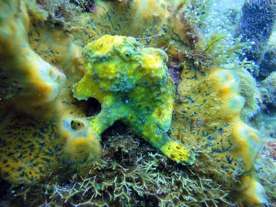 Frogfish lying in wait with lure at the ready ...