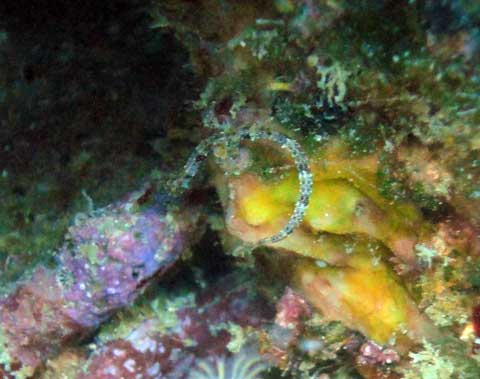 Juvenile Pipefish hiding his tiny little self in the reef