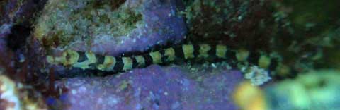 Juvenile Harlequin Pipefish hiding in the reef