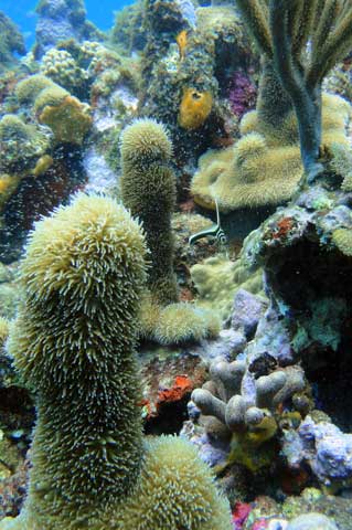 Pillar coral and Juvenile Drum fish