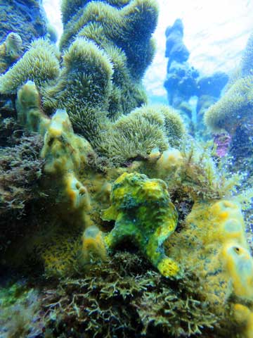 Frogfish posing on an orange sea sponge between pillar corals