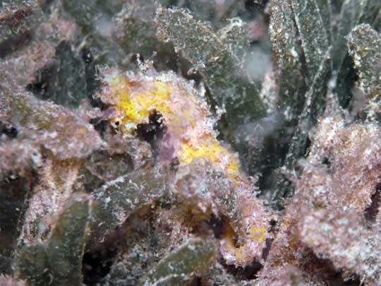 very hard to get a good picture of a tiny seahorse who keeps sticking his face back in the grass :)