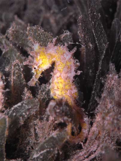 little yellow Seahorse found on a night dive in front of the dive centre and Coyaba Beach Resort on Grand Anse beach.