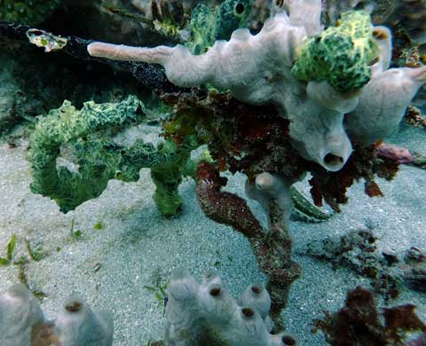 Found at the end of our first morning dive this tricky little seahorse made our day, well along with the turtle and the reef and the temperature ... yes there was some squealing underwater on Christine's part which was perhaps followed by some fist pumping from Mick and dancing from Kay. Thanks for the picture Paul!