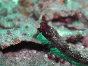 scuba diving with Eco Dive Grenada pipefish 