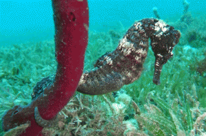 Scuba Diving Eco Dive photo credits GT