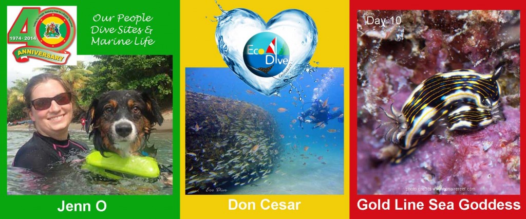 Eco Dive celebrates dive sites sea creatures 